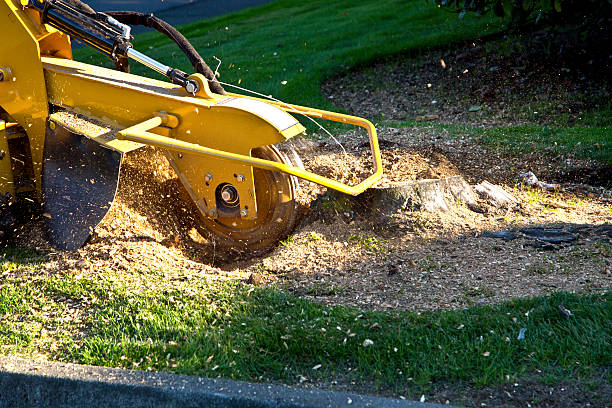 How Our Tree Care Process Works  in  Lincoln, CA